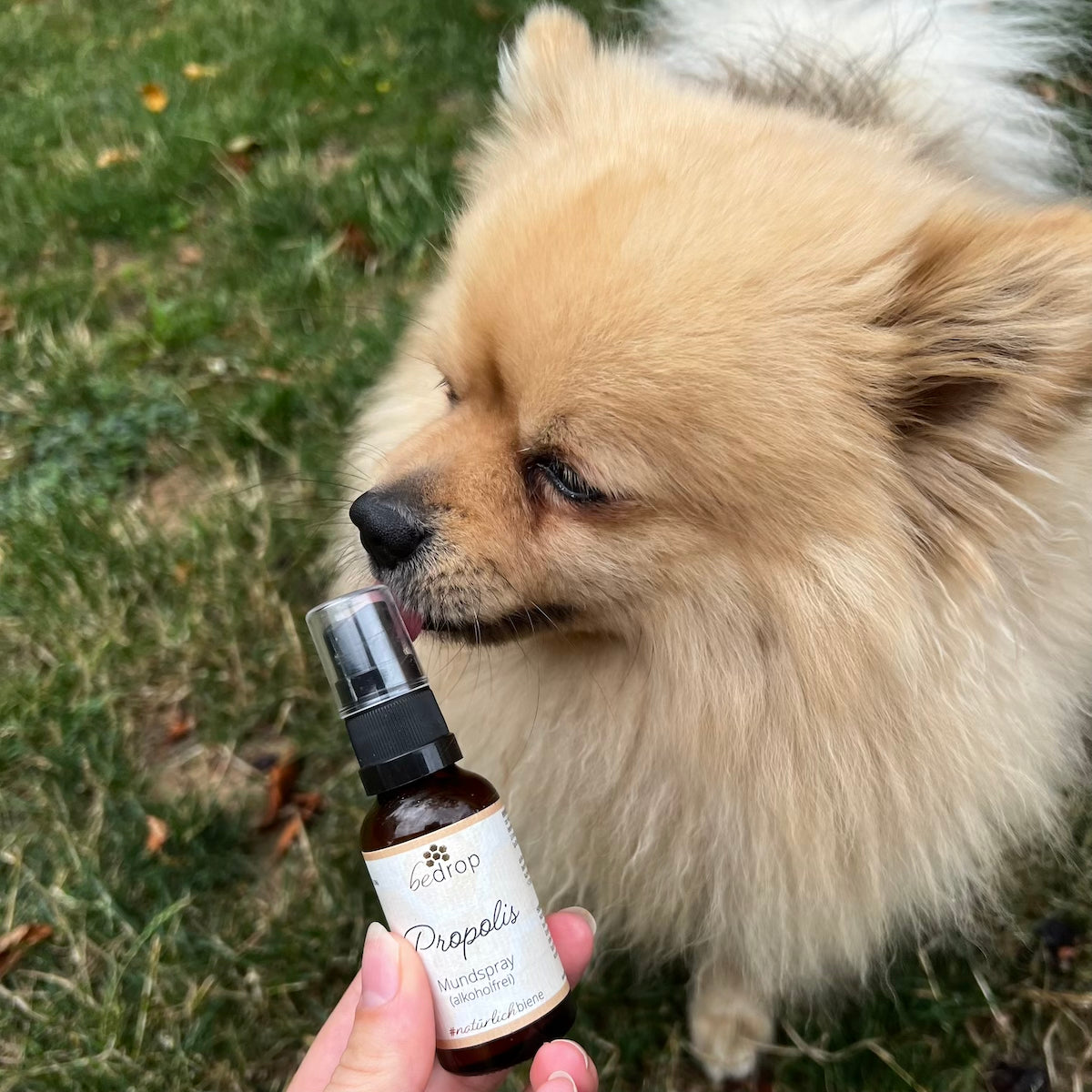 Kit animal | Spray à la propolis (sans alcool) & Miel de Manuka MGO 500