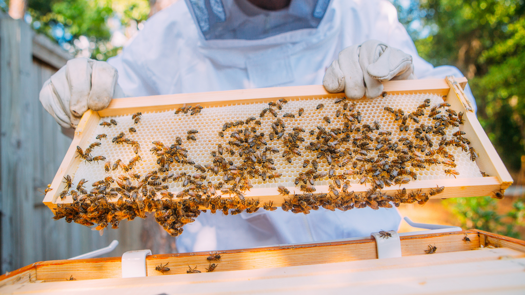 Bienengiftgewinnung: Schonend und sicher für unsere fleißigen Helfer